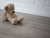 Кварцевый ламинат Damy Floor Family LVT Дуб Горный Mountain Oak